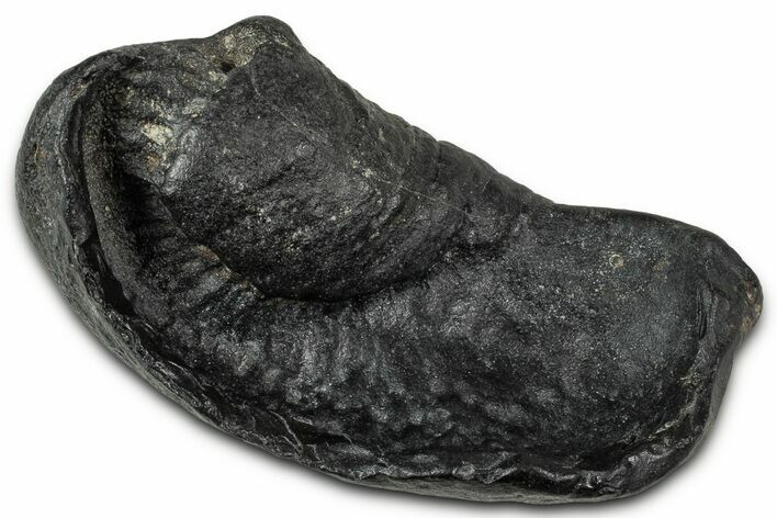 Large Fossil Whale Ear Bone - South Carolina #346964